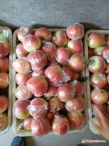 冠县嘎啦苹果/美八苹果上货量大装车速度快