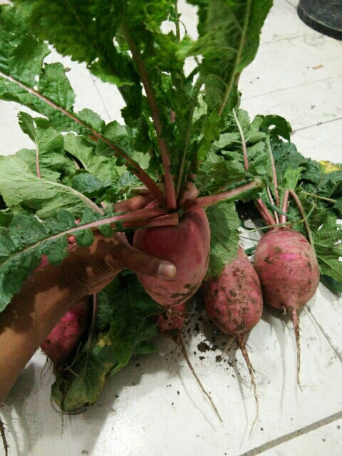 7月到8月上市            	三红萝卜山东省菏泽市单县徐寨镇联系人:古