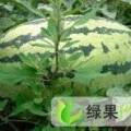2018忻州农场种植数万亩西瓜，现大量上市