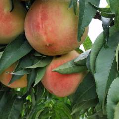 陕西大荔北京八号毛桃颜色发白发红，个头大