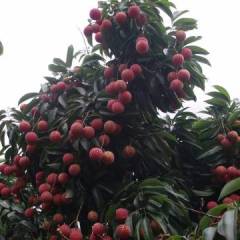 桂平荔枝 此时正是荔枝大量上市此刻