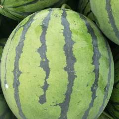 锦州凌海市右卫镇，种植西瓜面积大