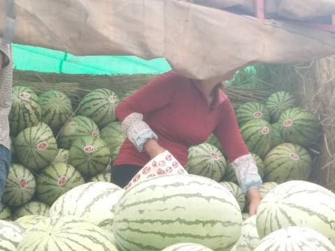 硒砂瓜价格