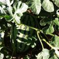 2018夏邑冠龙西瓜8424西瓜5-9月大量供应