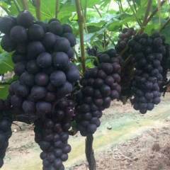 费县京亚葡萄己大量上市，肉质较软，酸甜可口