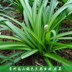 云贵高原2000米海拔山谷韭菜,老品种韭菜