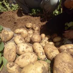 定边土豆荷兰15 土豆希森6号 226土豆大量上市