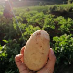 玉龙雪山脚下，太安乡天红村中薯系列土豆