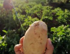 玉龙雪山脚下，太安乡天红村中薯系列土豆