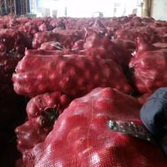 金乡冷库内存有大量洋葱、蒜薹