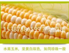 临川种植园有200亩甜玉米近期上市，估计10万斤