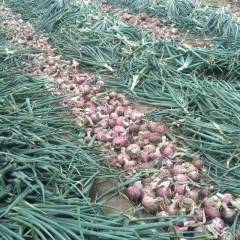 2018安丘洋葱耐储存颜色鲜艳有光泽