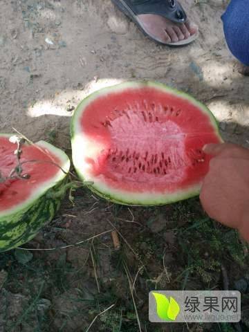 硒砂瓜价格