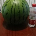 辽宁省新民市梁山镇的西瓜种植面积大