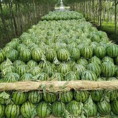 代发黑龙江吉林辽宁西瓜