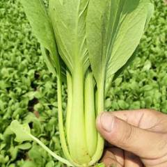 2018曹县小白菜万亩种植基地，常年有货