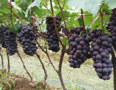 平邑县万亩葡萄种植基地京亚葡萄大量上市