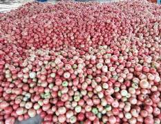 东昌府大量供应西红柿，万亩西红柿已上市