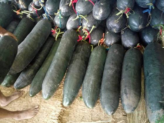 供应玉田每年7月至9月大量供应黑皮架冬瓜