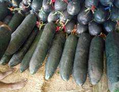 玉田每年7月至9月大量供应黑皮架冬瓜