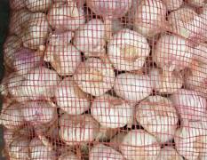 莱城大蒜万亩红皮大蒜4.7-5.5公分0.7元一斤