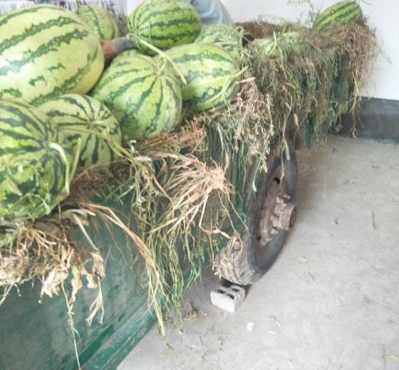 西农八号价格