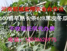 河南郸城宏翔农业 600亩长条168品种黑皮冬瓜