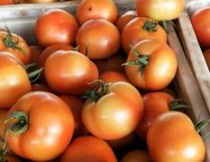 宁城西红柿本园区大量生产大红西红柿