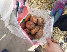 产地直发北林荷兰系列种薯质量好耐储存