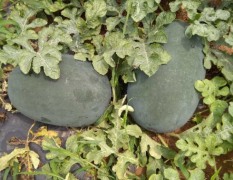 蒲城种植10亩黑皮西瓜，成熟期为7月15号