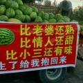 沙坡头区香山乡正宗的硒砂瓜原产地