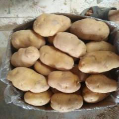 2018惠民土豆现在正是上市的高峰期