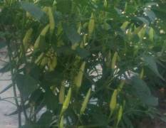 2018杞县三百亩种植的野山椒已开始结果