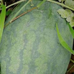 河北沧州本产地西瓜个头大熟度好