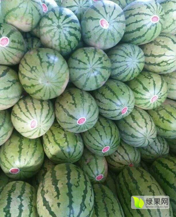 特大冠龙西瓜品种图片
