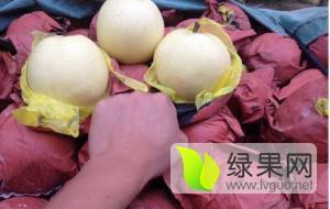 2018年河南西华黄金梨价格