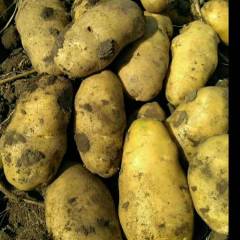 河北尚义冀张薯8号土豆价格适宜