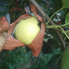 饶阳梨果面干净，果粒饱满，色泽白皙