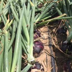 锦州洋葱2018年7月最新上市