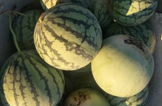 2018光山新鲜大量的大棚麒麟瓜,个大皮薄