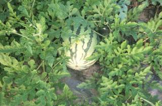 2018光山新鲜大量的大棚麒麟瓜,个大皮薄