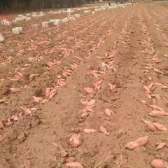 河北安次本人长期种植 沙土地烟暑25