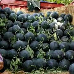 太康县黑皮无籽货源充足