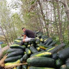 沁阳冬瓜七月大量上市，上货量大，质量好