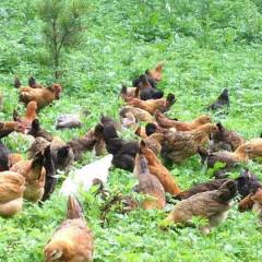 尚志森林散养小笨鸡，笨鸡蛋 十余年养殖经验
