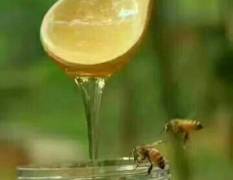 黑龙江尚志东北黑蜂椴树蜜蜂产品纯野生
