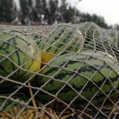 河南百万亩无籽西瓜上市