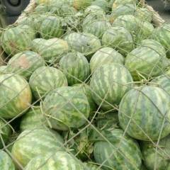 通许花无籽西瓜大量上市，个头大