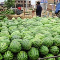 桦川状元雷多了不说 西瓜绝对保质保量 作