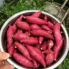 2018衢江红薯品种很多，北方叫大地瓜